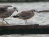 Caspian Gull at Paglesham Lagoon (Steve Arlow) (46840 bytes)